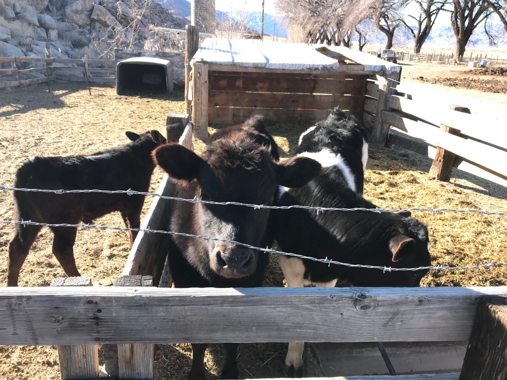 Applying to College by Hannah&nbsp;Duane