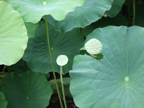 Play-Right, Play-Wrong by Raquel&nbsp;Silberman