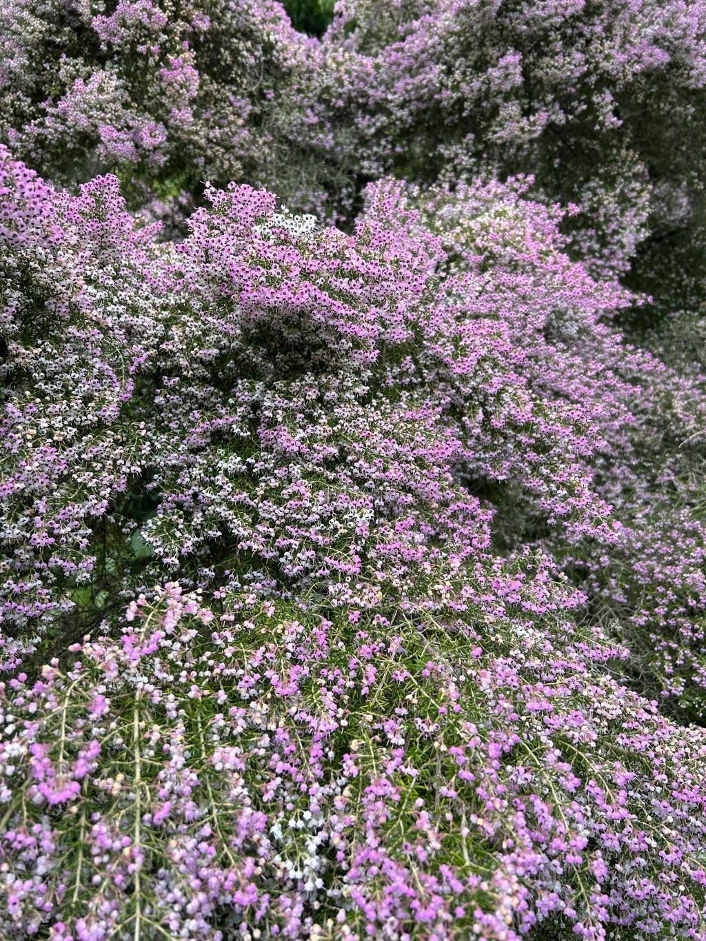 From May to May: the Senior Thesis Writing Project (with Video Showcase) by Gemma&nbsp;Collins