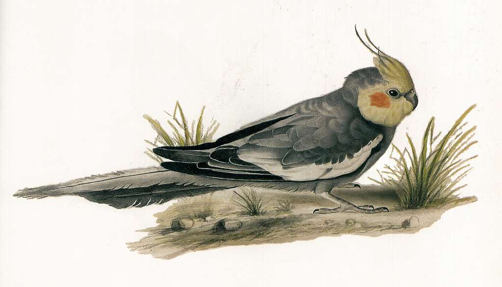 The Bird Clock In The Room 227 by Tiffany&nbsp;Dong