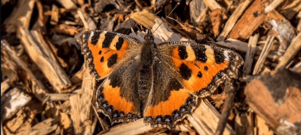 The Smell of Hot Bark by Gabriel Flores&nbsp;Benard